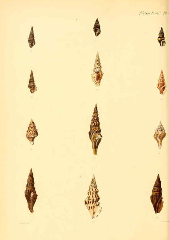 Reproducción/Reproduction 6029537345: Conchologia iconica, or, Illustrations of the shells of molluscous animals. v.1 London :Reeve, Brothers,1843-1878