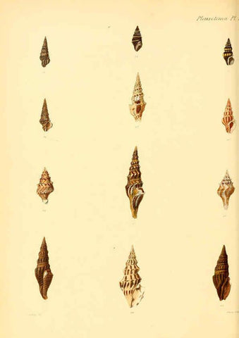 Reproducción/Reproduction 6029537345: Conchologia iconica, or, Illustrations of the shells of molluscous animals. v.1 London :Reeve, Brothers,1843-1878