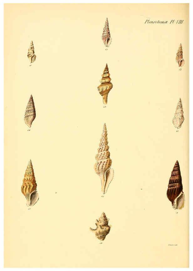 Reproducción/Reproduction 6029538113: Conchologia iconica, or, Illustrations of the shells of molluscous animals. v.1 London :Reeve, Brothers,1843-1878