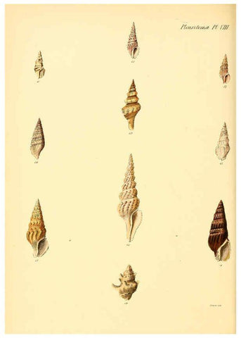 Reproducción/Reproduction 6029538113: Conchologia iconica, or, Illustrations of the shells of molluscous animals. v.1 London :Reeve, Brothers,1843-1878
