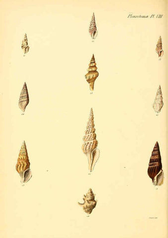 Reproducción/Reproduction 6029538113: Conchologia iconica, or, Illustrations of the shells of molluscous animals. v.1 London :Reeve, Brothers,1843-1878