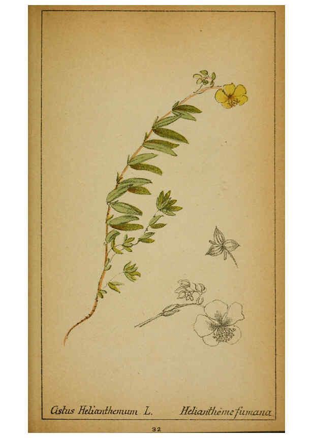 Reproducción/Reproduction 6031657753: Choix de plantes de l'Europe centrale et particulièrement de la Suisse et de la Savoie Genève,F. Richard,1878