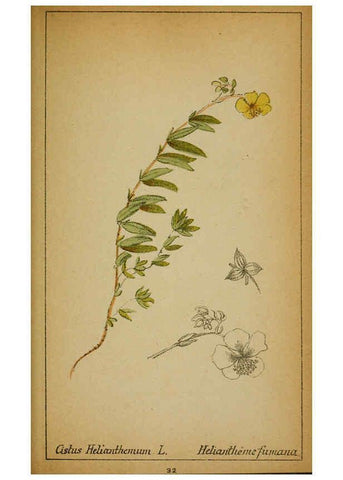 Reproducción/Reproduction 6031657753: Choix de plantes de l'Europe centrale et particulièrement de la Suisse et de la Savoie Genève,F. Richard,1878