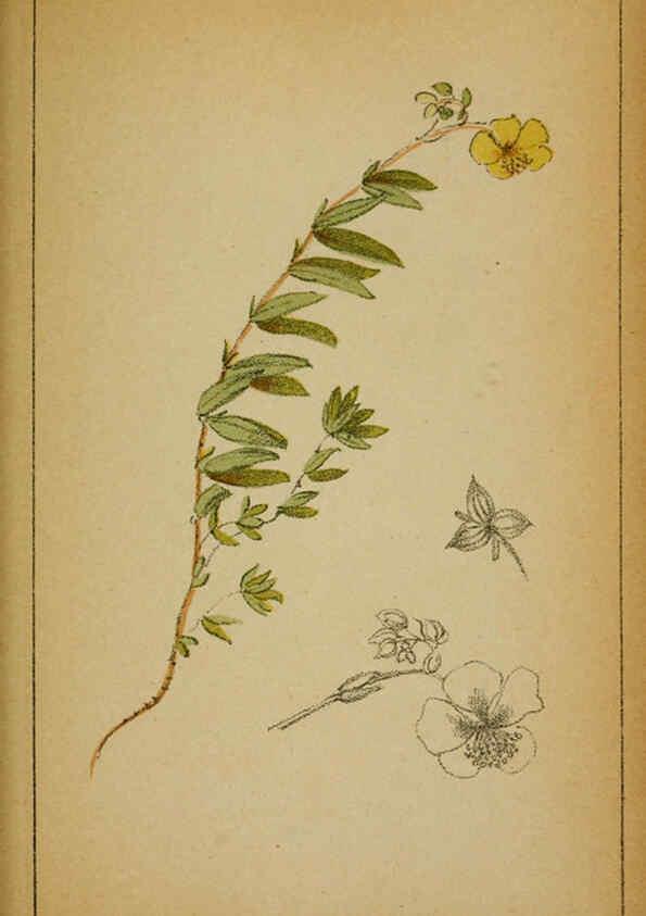 Reproducción/Reproduction 6031657753: Choix de plantes de l'Europe centrale et particulièrement de la Suisse et de la Savoie Genève,F. Richard,1878