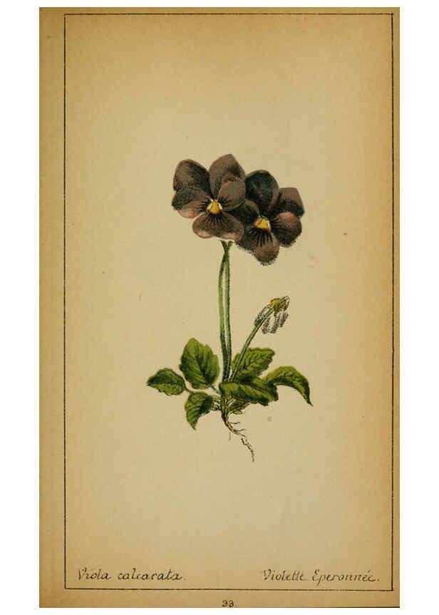 Reproducción/Reproduction 6032215966: Choix de plantes de l'Europe centrale et particulièrement de la Suisse et de la Savoie Genève,F. Richard,1878