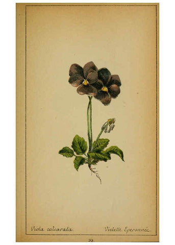 Reproducción/Reproduction 6032215966: Choix de plantes de l'Europe centrale et particulièrement de la Suisse et de la Savoie Genève,F. Richard,1878