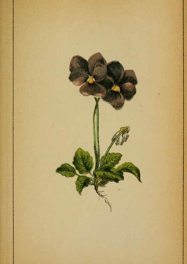 Reproducción/Reproduction 6032215966: Choix de plantes de l'Europe centrale et particulièrement de la Suisse et de la Savoie Genève,F. Richard,1878