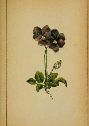 Reproducción/Reproduction 6032215966: Choix de plantes de l'Europe centrale et particulièrement de la Suisse et de la Savoie Genève,F. Richard,1878