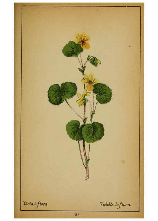 Reproducción/Reproduction 6032216174: Choix de plantes de l'Europe centrale et particulièrement de la Suisse et de la Savoie Genève,F. Richard,1878