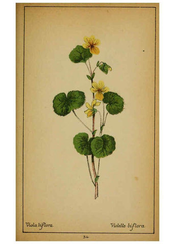 Reproducción/Reproduction 6032216174: Choix de plantes de l'Europe centrale et particulièrement de la Suisse et de la Savoie Genève,F. Richard,1878