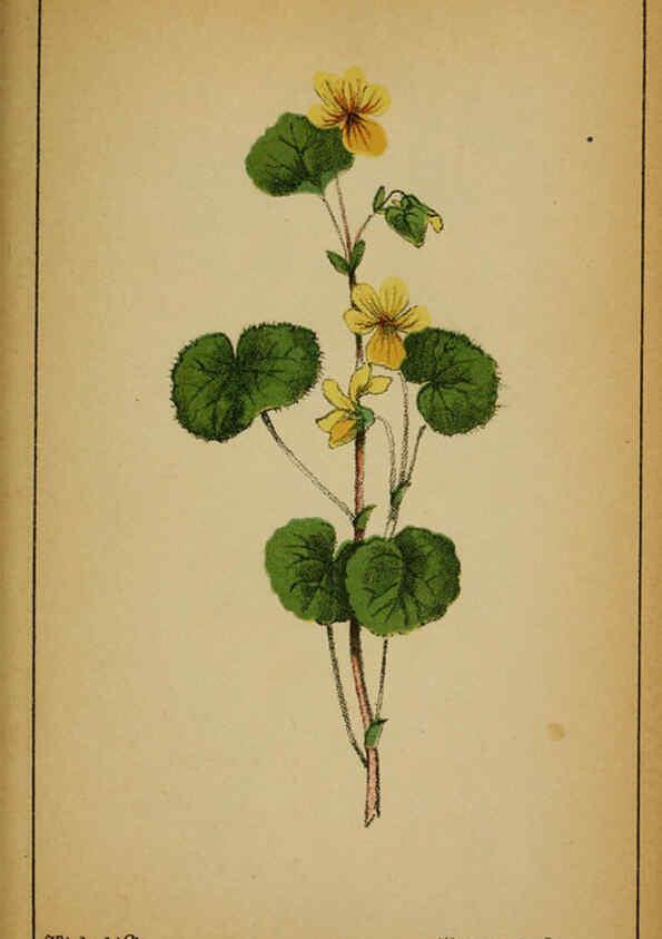 Reproducción/Reproduction 6032216174: Choix de plantes de l'Europe centrale et particulièrement de la Suisse et de la Savoie Genève,F. Richard,1878