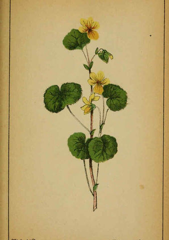 Reproducción/Reproduction 6032216174: Choix de plantes de l'Europe centrale et particulièrement de la Suisse et de la Savoie Genève,F. Richard,1878