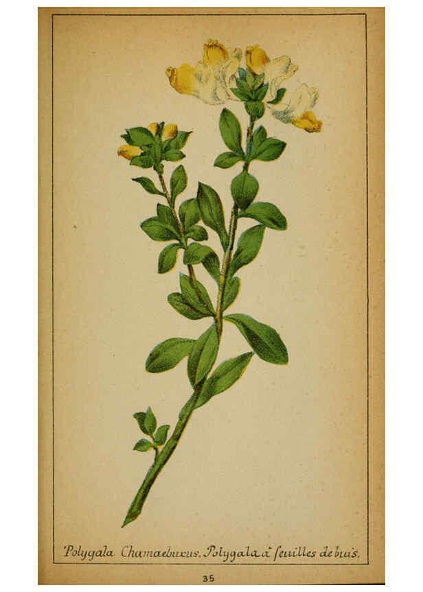 Reproducción/Reproduction 6031658319: Choix de plantes de l'Europe centrale et particulièrement de la Suisse et de la Savoie Genève,F. Richard,1878