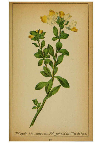 Reproducción/Reproduction 6031658319: Choix de plantes de l'Europe centrale et particulièrement de la Suisse et de la Savoie Genève,F. Richard,1878