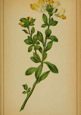 Reproducción/Reproduction 6031658319: Choix de plantes de l'Europe centrale et particulièrement de la Suisse et de la Savoie Genève,F. Richard,1878