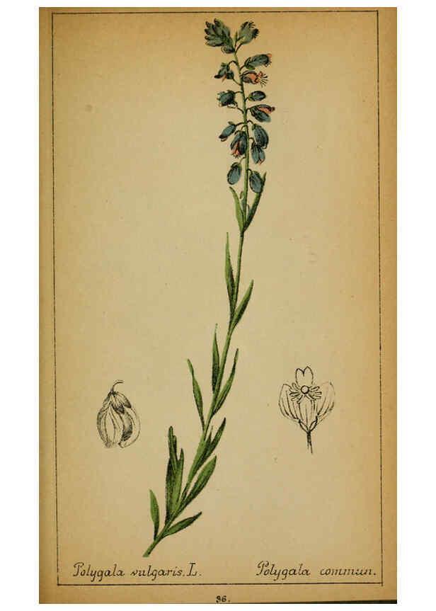 Reproducción/Reproduction 6032216660: Choix de plantes de l'Europe centrale et particulièrement de la Suisse et de la Savoie Genève,F. Richard,1878