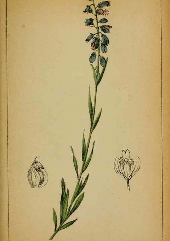 Reproducción/Reproduction 6032216660: Choix de plantes de l'Europe centrale et particulièrement de la Suisse et de la Savoie Genève,F. Richard,1878