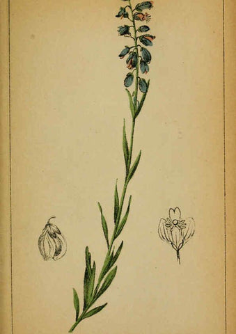 Reproducción/Reproduction 6032216660: Choix de plantes de l'Europe centrale et particulièrement de la Suisse et de la Savoie Genève,F. Richard,1878