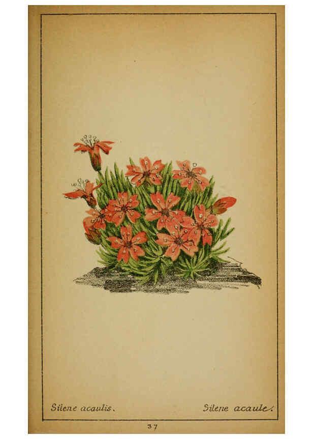 Reproducción/Reproduction 6032216816: Choix de plantes de l'Europe centrale et particulièrement de la Suisse et de la Savoie Genève,F. Richard,1878
