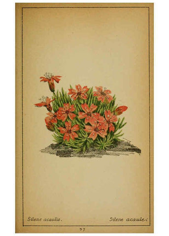 Reproducción/Reproduction 6032216816: Choix de plantes de l'Europe centrale et particulièrement de la Suisse et de la Savoie Genève,F. Richard,1878
