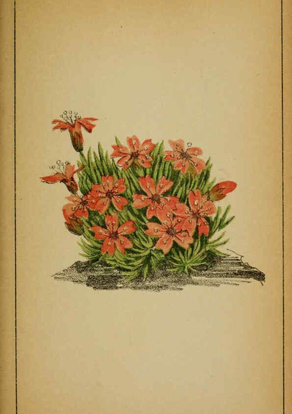 Reproducción/Reproduction 6032216816: Choix de plantes de l'Europe centrale et particulièrement de la Suisse et de la Savoie Genève,F. Richard,1878