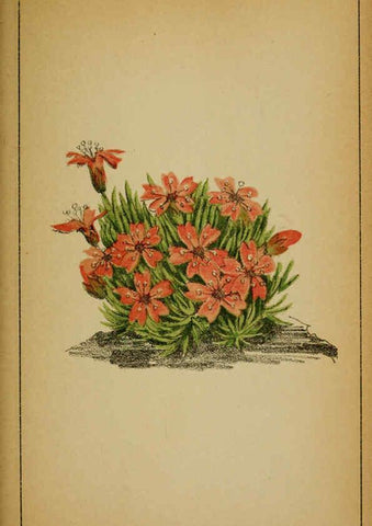 Reproducción/Reproduction 6032216816: Choix de plantes de l'Europe centrale et particulièrement de la Suisse et de la Savoie Genève,F. Richard,1878