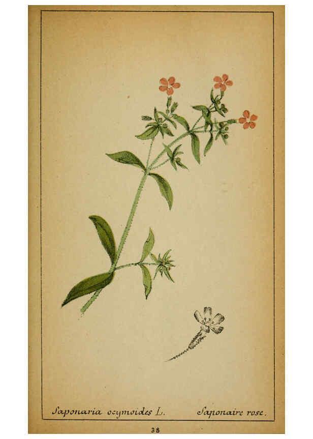 Reproducción/Reproduction 6031659031: Choix de plantes de l'Europe centrale et particulièrement de la Suisse et de la Savoie Genève,F. Richard,1878