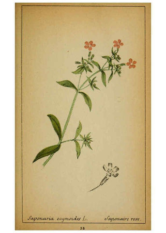 Reproducción/Reproduction 6031659031: Choix de plantes de l'Europe centrale et particulièrement de la Suisse et de la Savoie Genève,F. Richard,1878