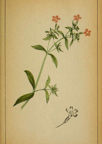 Reproducción/Reproduction 6031659031: Choix de plantes de l'Europe centrale et particulièrement de la Suisse et de la Savoie Genève,F. Richard,1878