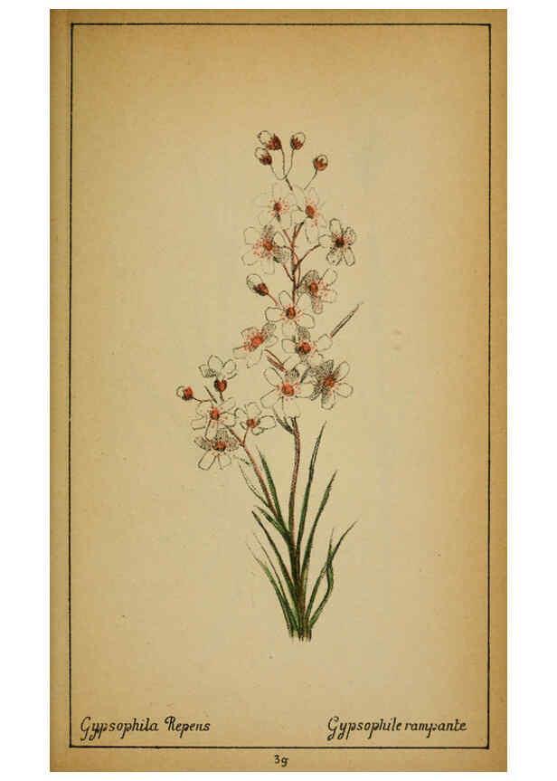 Reproducción/Reproduction 6032217268: Choix de plantes de l'Europe centrale et particulièrement de la Suisse et de la Savoie Genève,F. Richard,1878