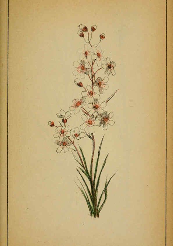 Reproducción/Reproduction 6032217268: Choix de plantes de l'Europe centrale et particulièrement de la Suisse et de la Savoie Genève,F. Richard,1878