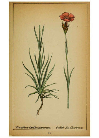 Reproducción/Reproduction 6031659459: Choix de plantes de l'Europe centrale et particulièrement de la Suisse et de la Savoie Genève,F. Richard,1878