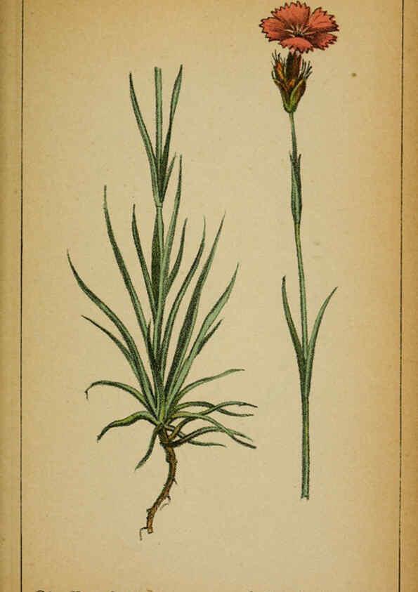 Reproducción/Reproduction 6031659459: Choix de plantes de l'Europe centrale et particulièrement de la Suisse et de la Savoie Genève,F. Richard,1878