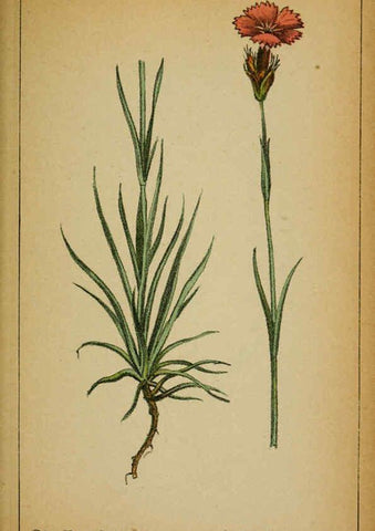 Reproducción/Reproduction 6031659459: Choix de plantes de l'Europe centrale et particulièrement de la Suisse et de la Savoie Genève,F. Richard,1878