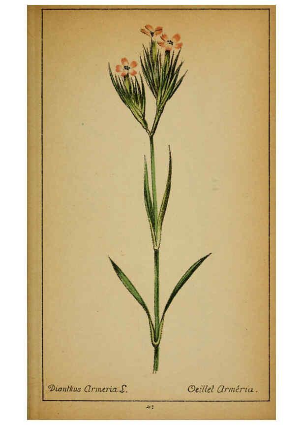 Reproducción/Reproduction 6031659681: Choix de plantes de l'Europe centrale et particulièrement de la Suisse et de la Savoie Genève,F. Richard,1878