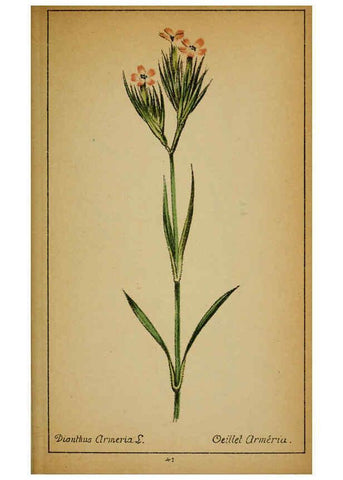 Reproducción/Reproduction 6031659681: Choix de plantes de l'Europe centrale et particulièrement de la Suisse et de la Savoie Genève,F. Richard,1878