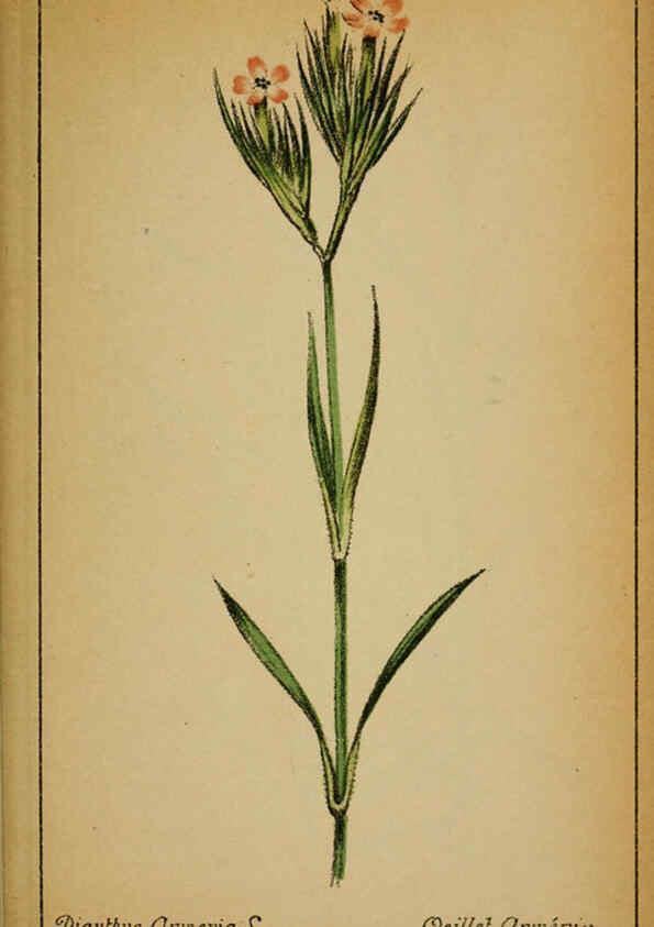 Reproducción/Reproduction 6031659681: Choix de plantes de l'Europe centrale et particulièrement de la Suisse et de la Savoie Genève,F. Richard,1878