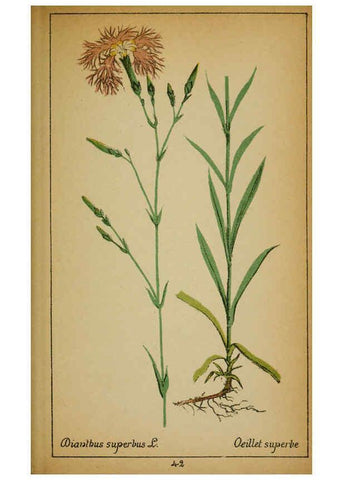 Reproducción/Reproduction 6032217800: Choix de plantes de l'Europe centrale et particulièrement de la Suisse et de la Savoie Genève,F. Richard,1878