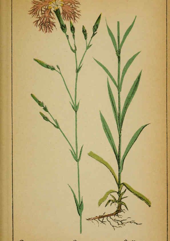 Reproducción/Reproduction 6032217800: Choix de plantes de l'Europe centrale et particulièrement de la Suisse et de la Savoie Genève,F. Richard,1878