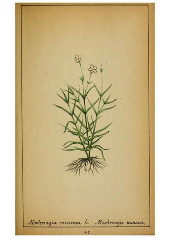 Reproducción/Reproduction 6031660029: Choix de plantes de l'Europe centrale et particulièrement de la Suisse et de la Savoie Genève,F. Richard,1878