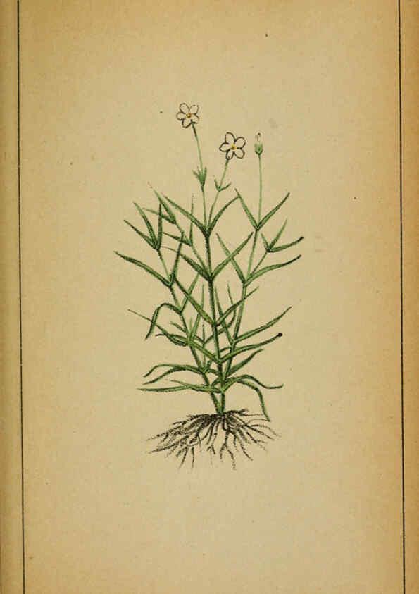 Reproducción/Reproduction 6031660029: Choix de plantes de l'Europe centrale et particulièrement de la Suisse et de la Savoie Genève,F. Richard,1878