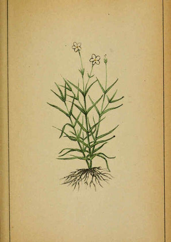 Reproducción/Reproduction 6031660029: Choix de plantes de l'Europe centrale et particulièrement de la Suisse et de la Savoie Genève,F. Richard,1878