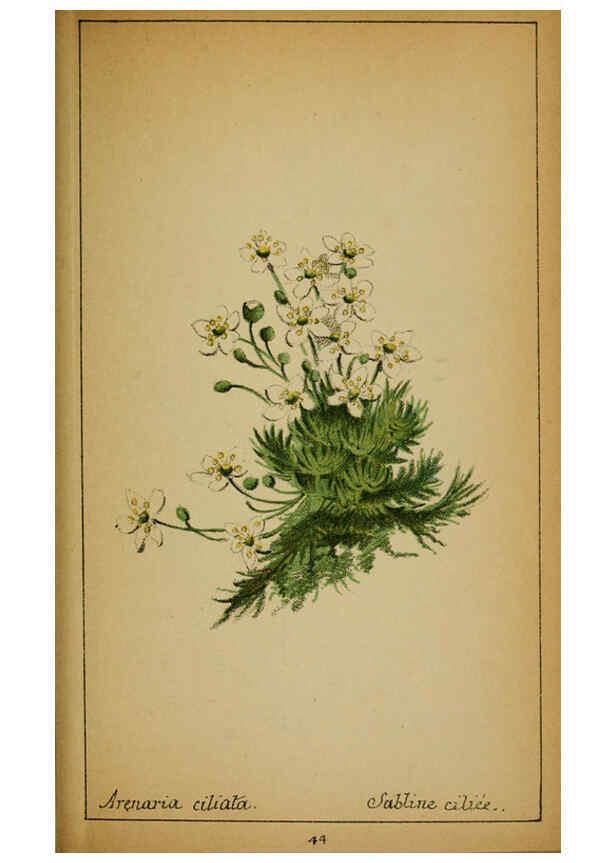 Reproducción/Reproduction 6031660263: Choix de plantes de l'Europe centrale et particulièrement de la Suisse et de la Savoie Genève,F. Richard,1878