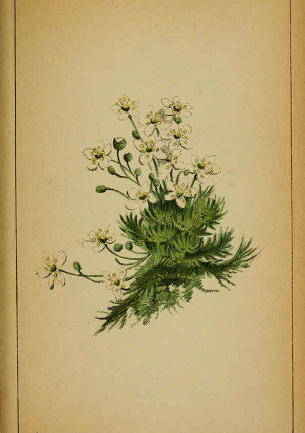 Reproducción/Reproduction 6031660263: Choix de plantes de l'Europe centrale et particulièrement de la Suisse et de la Savoie Genève,F. Richard,1878