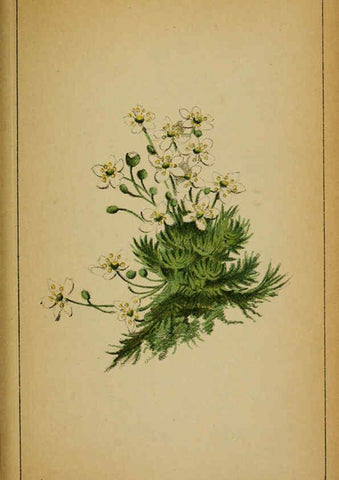 Reproducción/Reproduction 6031660263: Choix de plantes de l'Europe centrale et particulièrement de la Suisse et de la Savoie Genève,F. Richard,1878