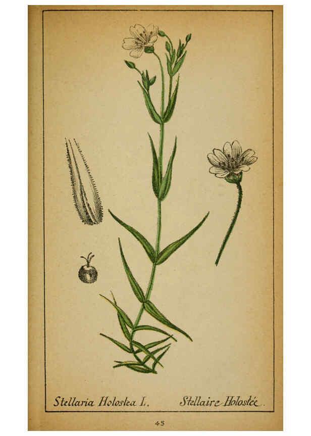 Reproducción/Reproduction 6032218448: Choix de plantes de l'Europe centrale et particulièrement de la Suisse et de la Savoie Genève,F. Richard,1878