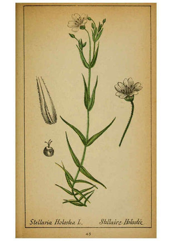 Reproducción/Reproduction 6032218448: Choix de plantes de l'Europe centrale et particulièrement de la Suisse et de la Savoie Genève,F. Richard,1878