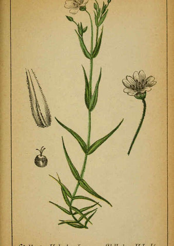 Reproducción/Reproduction 6032218448: Choix de plantes de l'Europe centrale et particulièrement de la Suisse et de la Savoie Genève,F. Richard,1878