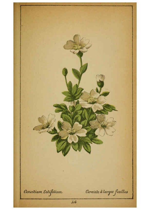 Reproducción/Reproduction 6032218654: Choix de plantes de l'Europe centrale et particulièrement de la Suisse et de la Savoie Genève,F. Richard,1878