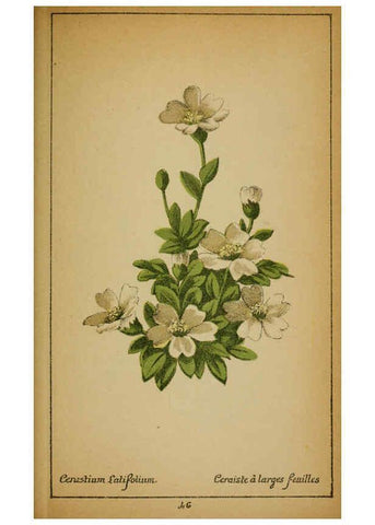 Reproducción/Reproduction 6032218654: Choix de plantes de l'Europe centrale et particulièrement de la Suisse et de la Savoie Genève,F. Richard,1878